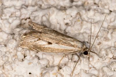 <i>Agriphila geniculea</i>