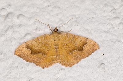 <i>Camptogramma bilineata</i>