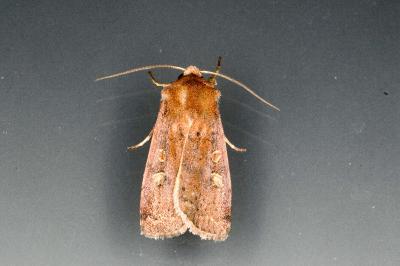 <i>Xestia xanthographa</i>