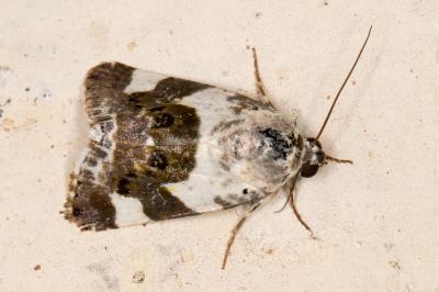 <i>Acontia lucida</i>