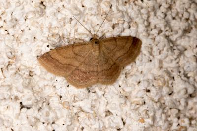 <i>Scopula rubiginata</i>