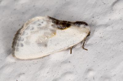 <i>Cilix</i>