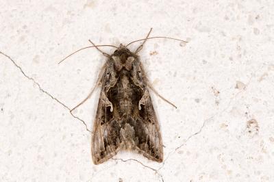 <i>Autographa gamma</i>