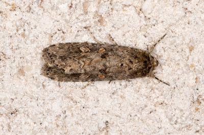 <i>Spodoptera exigua</i>