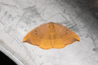 <i>Watsonalla binaria</i>