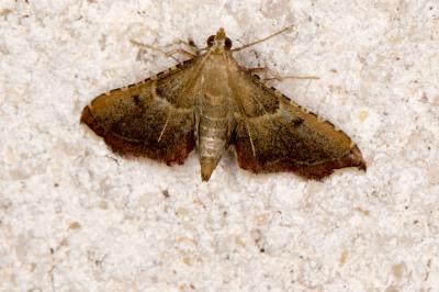 <i>Endotricha flammealis</i>