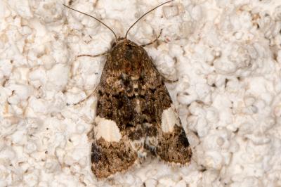 <i>Tyta luctuosa</i>