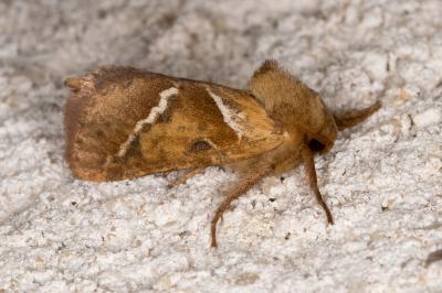 <i>Triodia sylvina</i>