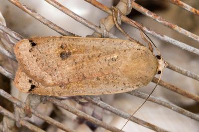 <i>Noctua pronuba</i>