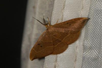 <i>Watsonalla binaria</i>