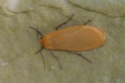 <i>Wittia sororcula</i>