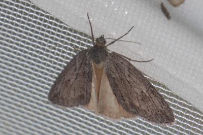 <i>Pachycnemia hippocastanaria</i>
