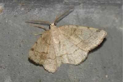 <i>Stegania trimaculata</i>