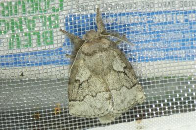 <i>Trichiura crataegi</i>