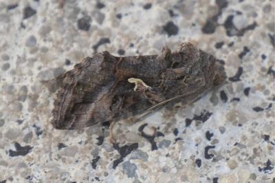 <i>Autographa gamma</i>