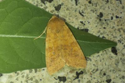 <i>Cirrhia gilvago</i>