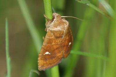 <i>Eupsilia transversa</i>