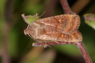 <i>Eupsilia transversa</i>