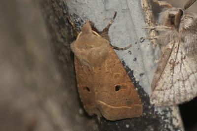 <i>Leptologia lota</i>