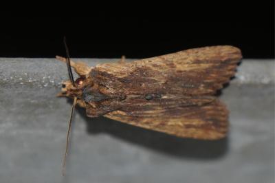 <i>Lithophane semibrunnea</i>