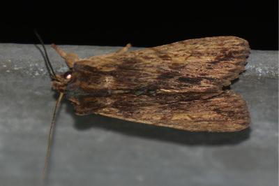 <i>Lithophane semibrunnea</i>