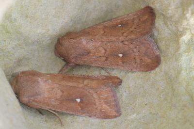 <i>Mythimna albipuncta</i>