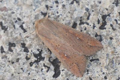 <i>Mythimna unipuncta</i>