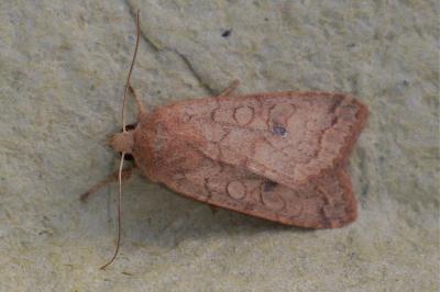 <i>Sunira circellaris</i>