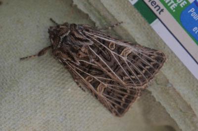 <i>Tholera decimalis</i>