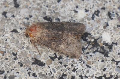 <i>Tholera cespitis</i>