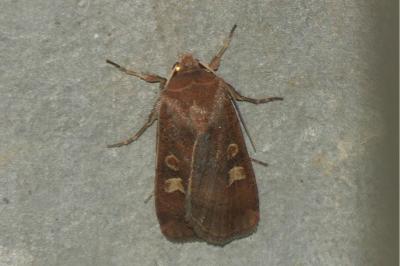 <i>Xestia xanthographa</i>