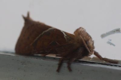 <i>Triodia sylvina</i>