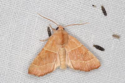 <i>Atethmia centrago</i>