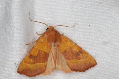 <i>Atethmia centrago</i>