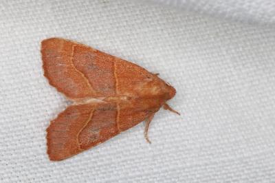 <i>Atethmia centrago</i>