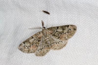 <i>Cleorodes lichenaria</i>