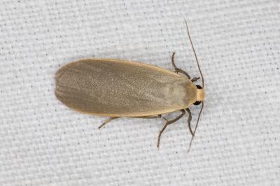 <i>Collita griseola</i>