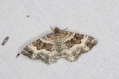 <i>Epirrhoe alternata</i>