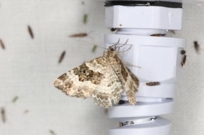 <i>Epirrhoe alternata</i>