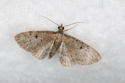 <i>Eupithecia virgaureata</i>
