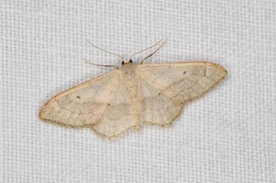 <i>Idaea aversata</i>