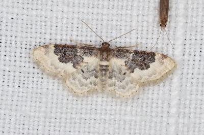 <i>Idaea rusticata</i>