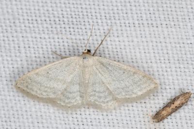 <i>Idaea subsericeata</i>
