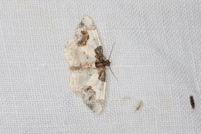 <i>Ligdia adustata</i>