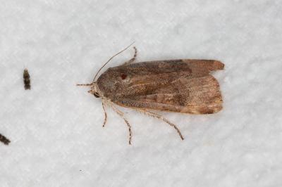 <i>Noctua janthe/janthina</i>