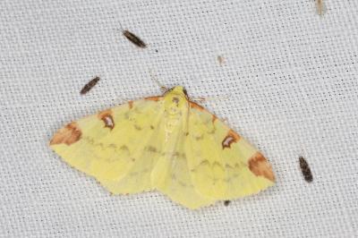 <i>Opisthograptis luteolata</i>