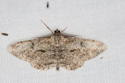 <i>Peribatodes rhomboidaria</i>