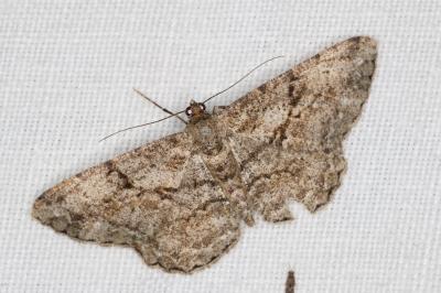 <i>Peribatodes rhomboidaria</i>