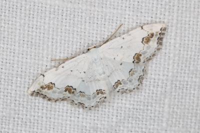 <i>Scopula ornata</i>