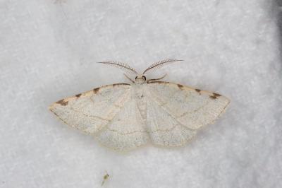 <i>Stegania trimaculata</i>